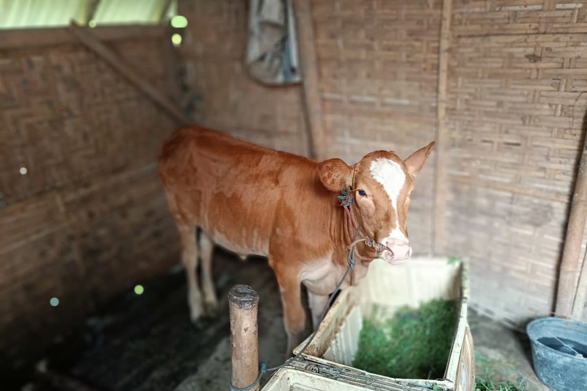 Sapi yang dicuri oleh warga Jember karena batal menikah 