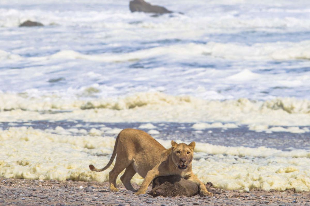 Singa gurun di pantai Namibia terkam anjing laut berbulu sebagai menu favorit.