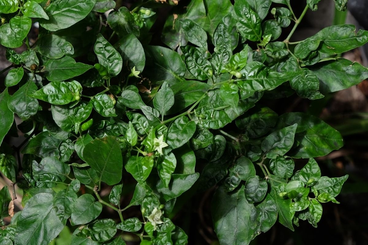 Ilustrasi tanaman cabai yang terserang hama kutu daun. 