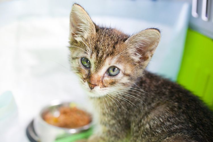 Ketika mencari cara merawat anak kucing baru lahir, perhatikan pula frekuensi memberi makannya sesuai usia anak kucing.
