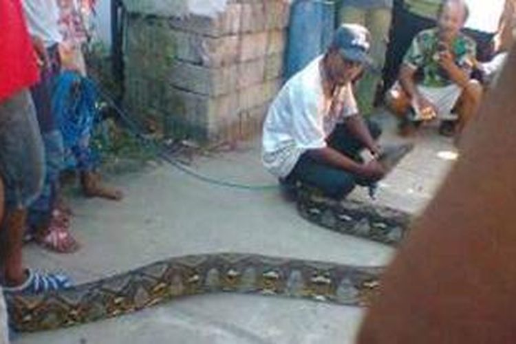 Seekor ular piton berukuran lima meter ditangkap warga di Desa Luhu, Kecamatan Huamual, Kabupaten Seram Bagian Barat (SBB) Maluku. penangkapan nular ini sempat menghebohkan warga desa