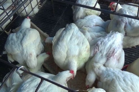 Bertemu Peternak Bahas Anjloknya Harga Ayam, Menko Airlangga Janji Akan Benahi Perunggasan
