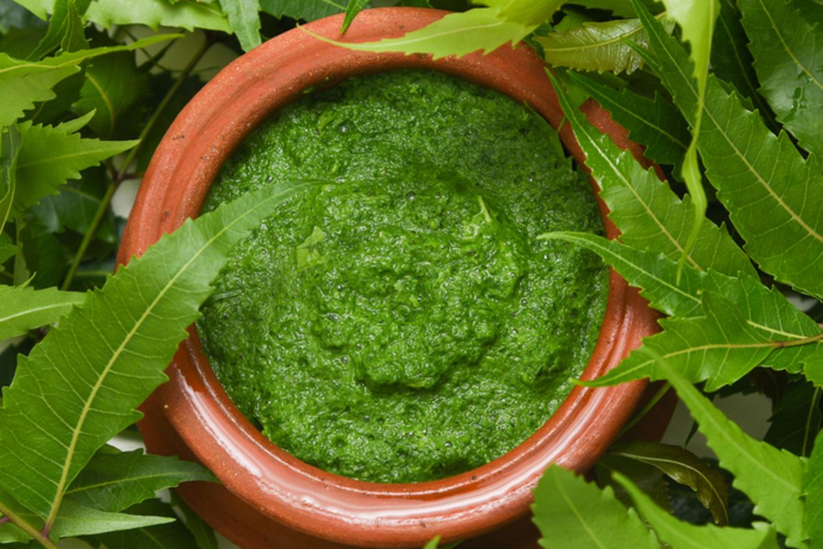 Ilustrasi daun nimba yang telah ditumbuk menjadi pasta. Daun nimba dapat digunakan sebagai bahan pembuatan pestisida alami. 