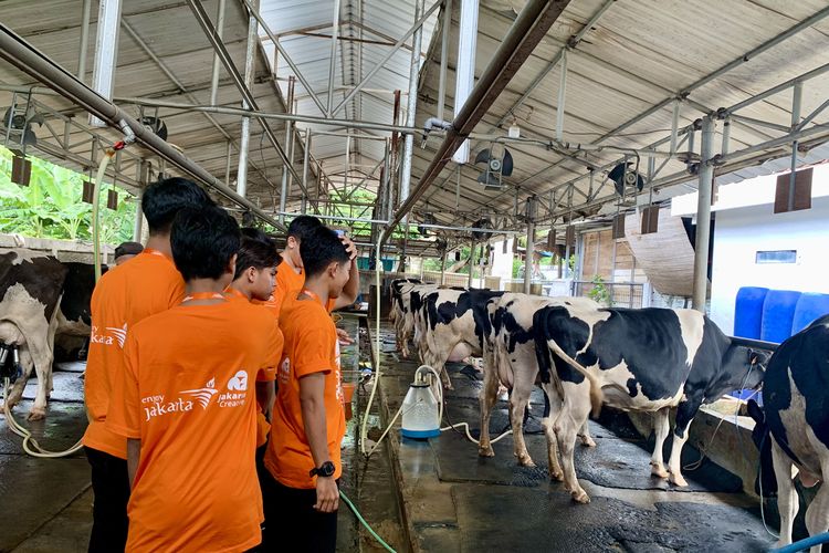Sapi perah di Cibugary Farm, Pondok Ranggon, Jakarta Timur.