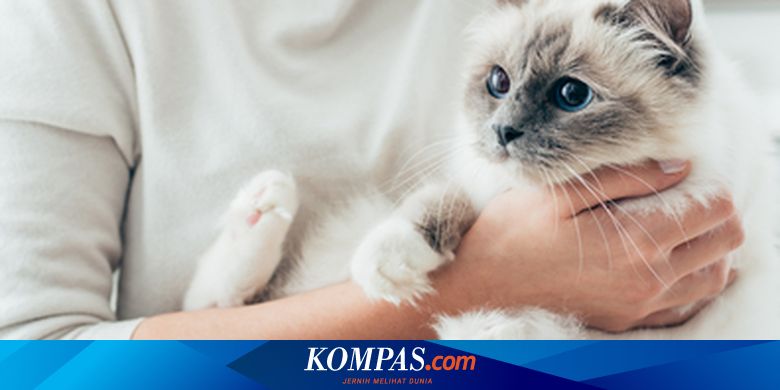 8 Tanda Kucingmu Harus Dibawa ke Dokter