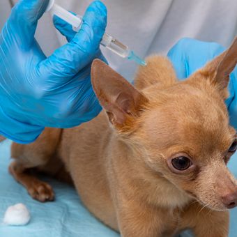 Ilustrasi pemberian vaksin rabies pada anjing. 