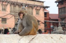 Kera Curi Sampel Darah Pasien Covid-19 dari Laboratorium di India, Kok Bisa?