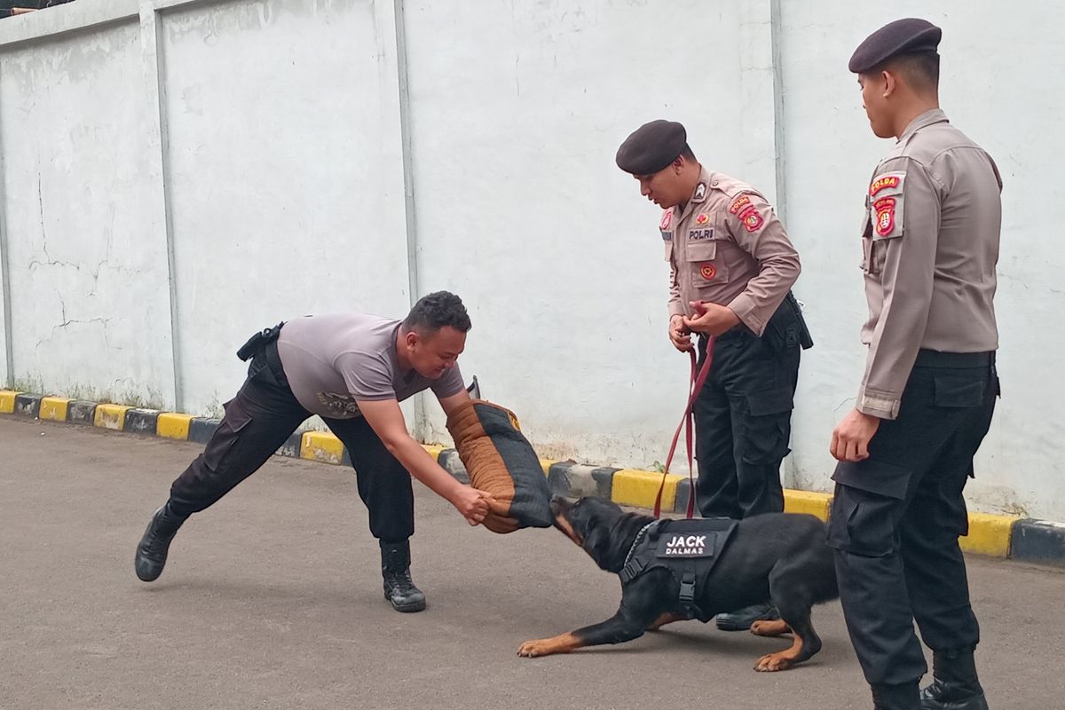 Anjing K9 sedang melakukan pelatihan bersama pawang atau handler di Unit Polsatwa K9 Polda Metro Jaya, Slipi, Jakarta Barat, Rabu (12/6/2024).