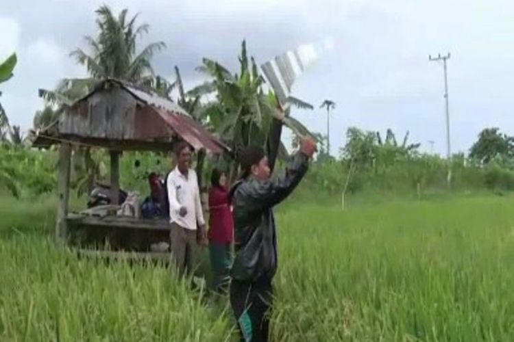 Diserang kawanan “Dongi” petani dI Polewali mandar Sulawesi barat kerahkan keluarga jaga petak sawah dari seragan burung Dongi alias burung pipit