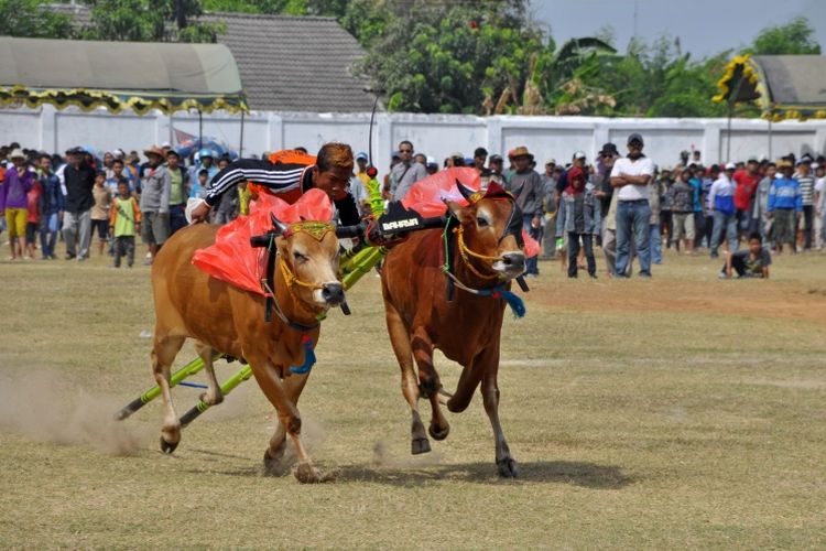 Karapan Sapi di Madura. 