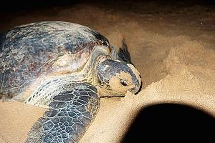 Seekor penyu hijau (Chelonia mydas) bertelur di kawasan konservasi penyu Taman Pesisir Pantai Penyu Pangumbahan, Desa Pangumbahan, Kecamatan Ciracap, Kabupaten Sukabumi, Jawa Barat, Selasa (9/12/2014) dini hari. Ekowisata berbasis konservasi itu harus memberi batasan-batasan tertentu bagi wisatawan demi menciptakan lingkungan yang nyaman bagi penyu untuk mendarat dan bertelur.

