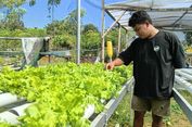Belajar Lewat Totorial Online, Dua Pemuda di Labuan Bajo Panen Cuan dari Selada Hidroponik