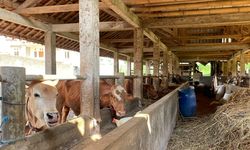 Atasi Wabah PMK, Kementan Kirim Obat-obatan Senilai Rp 534,29 Juta ke Beberapa Wilayah