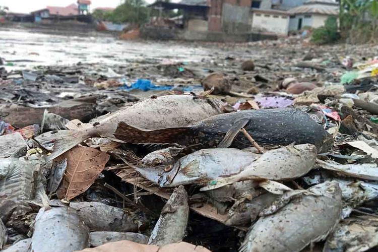 Warga Kelurahan Sasa, Kecamatan Ternate Selatan, Kota Ternate, Maluku Utara digegerkan dengan ribuan ikan mati yang terdampar di pesisir pantai, Minggu (10/9/2023).