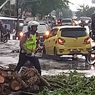 Pohon Tumbang Tutup Jalan di Pekanbaru, Sempat Sebabkan Macet Parah