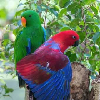 Ilustrasi burung beo Eclectus.