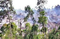 Kebakaran Hutan di Rokan Hulu Capai 30 Hektare, Diduga Dibakar