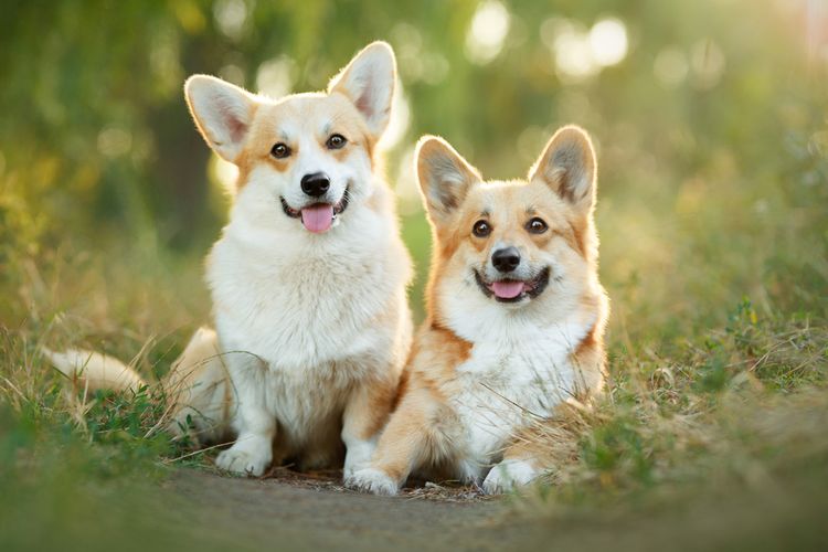 Ilustrasi anjing Corgi, Pembroke Welsh Corgis.