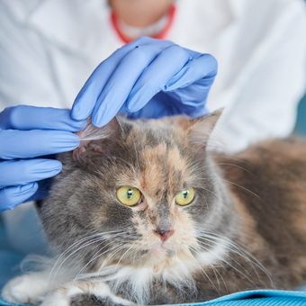 Membersihkan telinga kucing bisa menjadi tantangan bagi cat lovers, terutama jika kucing tak terbiasa menjalani perawatan kebersihan.