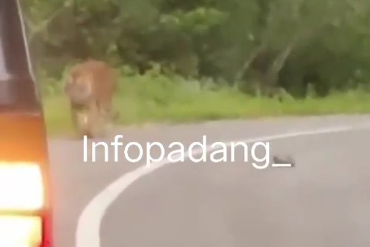 Seekor harimau berjalan di pinggir jalan raya di Kabupaten Solok, Sumatera Barat, Rabu (2/12/2020)