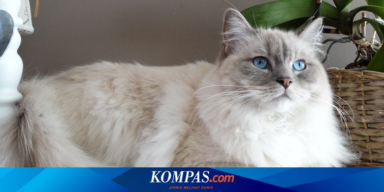 Berita Harian Fakta Menarik Kucing Birman Terbaru Hari Ini - Kompas.com