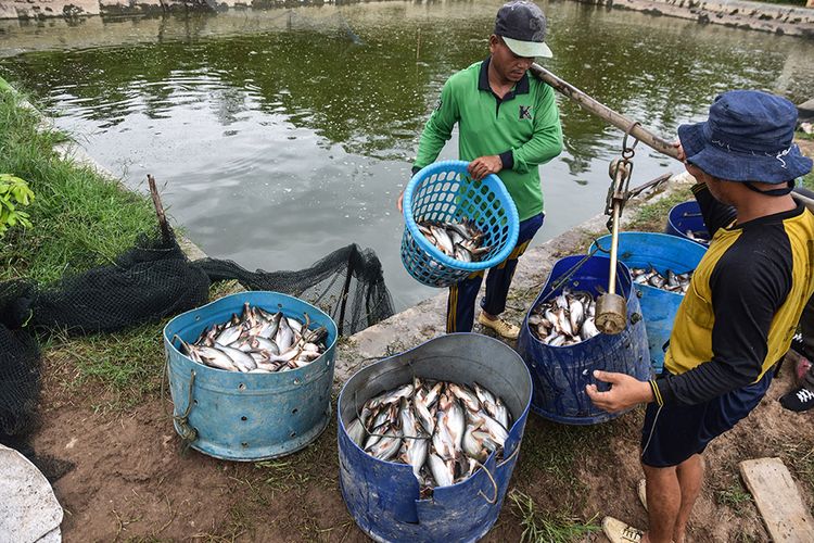 Foto dirilis Senin (28/9/2020), memperlihatkan sejumlah warga menimbang hasil panen ikan patin di Kampung Patin, Desa Koto Masjid, Kampar, Riau. Kampung Patin merupakan salah satu sentra ikan patin terintegrasi di Riau, dengan luas areal perkolaman kini mencapai 150 hektare yang mayoritas dikelola warga setempat dan bisa memanen 12 hingga 15 ton ikan per harinya.