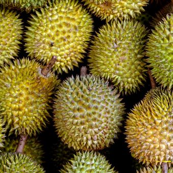 Ilustrasi buah durian. 