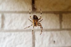 Cara Membasmi Laba-laba di Rumah Pakai Garam
