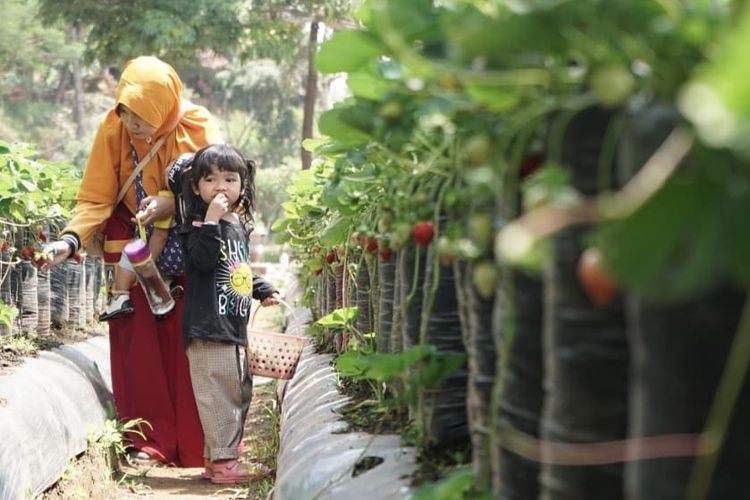 Aktivitas di Bukit Strawberry, salah satu tempat wisata Lembang yang bisa dikunjungi.