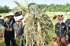 Ketika Siswa SMA di Purwakarta Panen Padi dengan Memakai Baju Adat