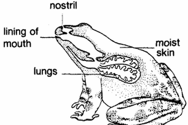 Pernapasan katak