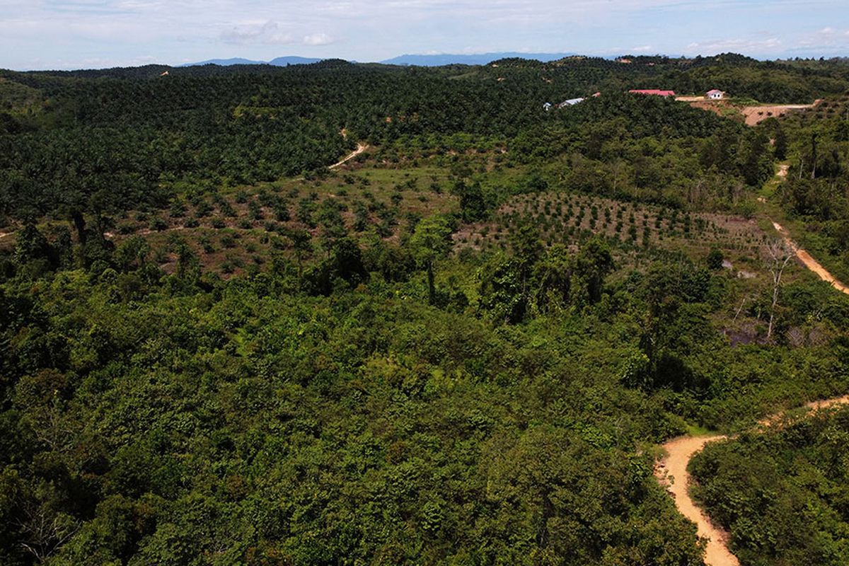 Foto dirilis Rabu (20/1/2021), memperlihatkan kondisi hutan di sekitar kawasan Gunung Landono yang telah ditanami kelapa sawit oleh perusahaan luar di Kecamatan Landono, Konawe Selatan, Sulawesi Tenggara. Profesi pemburu madu mendapat penghargaan tinggi di hati warga kampung karena sebagian madu hasil buruan dijual murah ke warga untuk memenuhi gizi anak-anak, sementara lainnya dijual ke berbagai daerah bahkan ke luar negeri dengan harga mencapai Rp 150.000 per kilogram.