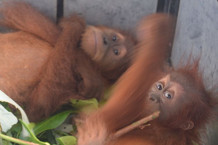 Dua bayi orangutan jantan dan betina diamankan BBTNGL dari rumah R alias IG di Kecamatan Bahorok, kabupaten Langkat, Sumut, pada Kamis (9/1/2020). 
