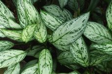 Prabowo: Kalau Kita Rusuh, Banyak Negara Lain Senang