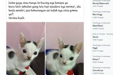 Viral, Foto Anak Kucing dengan Mata Melotot, Apakah Tanda Penyakit?
