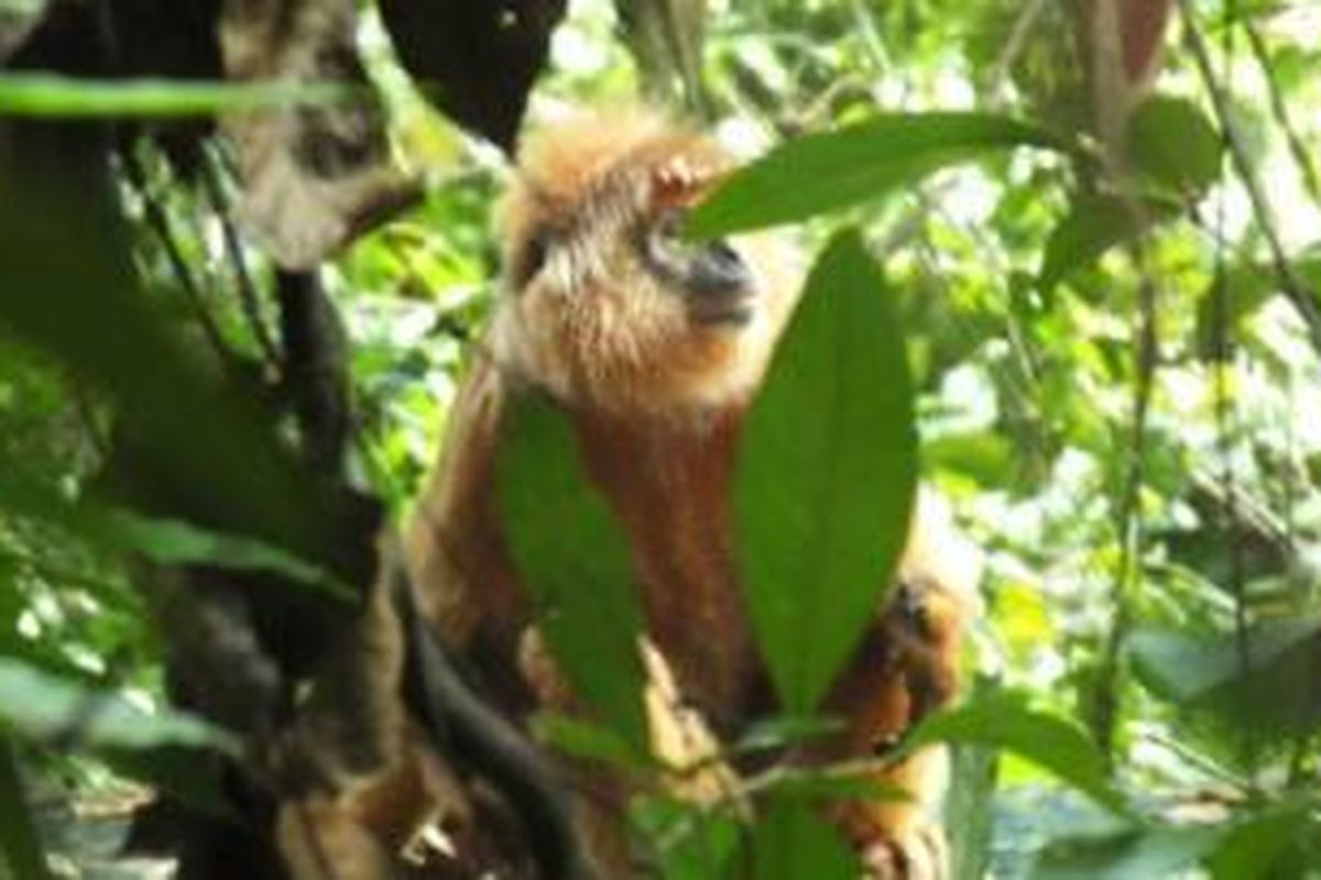 Populasi lutung jawa tinggal 2.000 ekor, tersebar di seluruh hutan Pulau Jawa yang kian menyempit.
