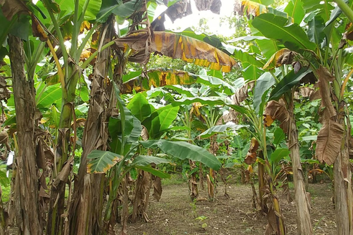 Ilustrasi pohon pisang, tanaman pisang. 