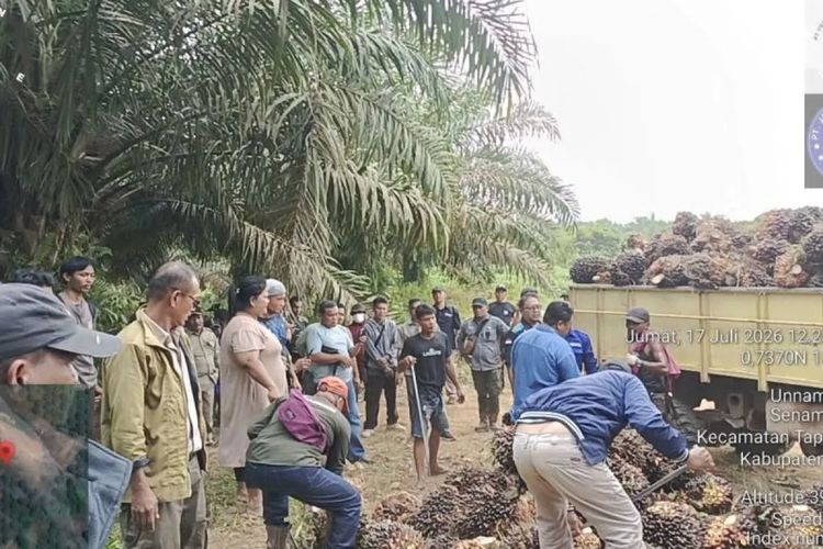 PTPN IV Gagalkan Penjarahan 4,5 Ton Sawit di Kampar Riau, Dua Otak Pelaku Dilaporkan