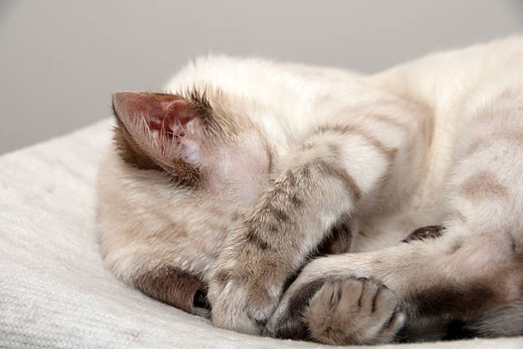 Ilustrasi kucing tidur dengan menutupi wajahnya.