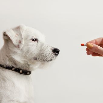 Ilustrasi anjing minum obat, Ilustrasi memberikan obat pada anjing peliharaan.