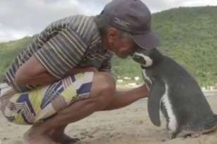 Beginilah keakraban Joao dan Dindim, seekor penguin yang pernah diselamatkannya. Sebagai bentuk balas budi, penguin ini setiap tahun selalu datang ke pantai Rio de Janeiro, Brasil untuk bertemu dengan Joao.