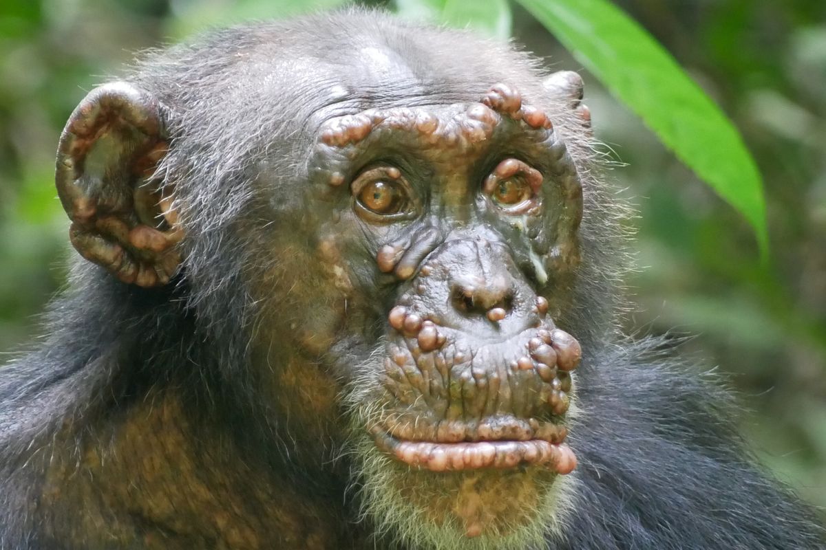 Simpanse bernama Woodstok menderita kusta. Kasus kusta pertama kali ditemukan pada simpanse liar.