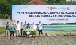 Walkot Semarang Harap Masyarakat Manfaatkan Varian Padi Inovasi BRIN yang Bikin Cepat Panen 