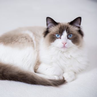 Ilustrasi ras Ragdoll, kucing paling populer di dunia.