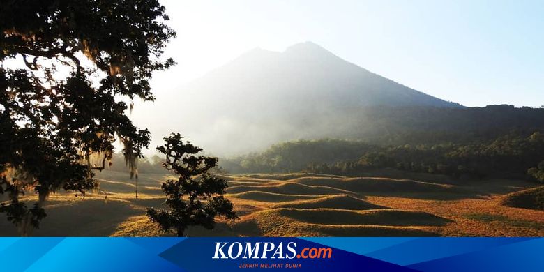 Tak Tinggal Diam, TNGR Akan Panggil Pengunjung yang Dugem Massal di Savana Propok