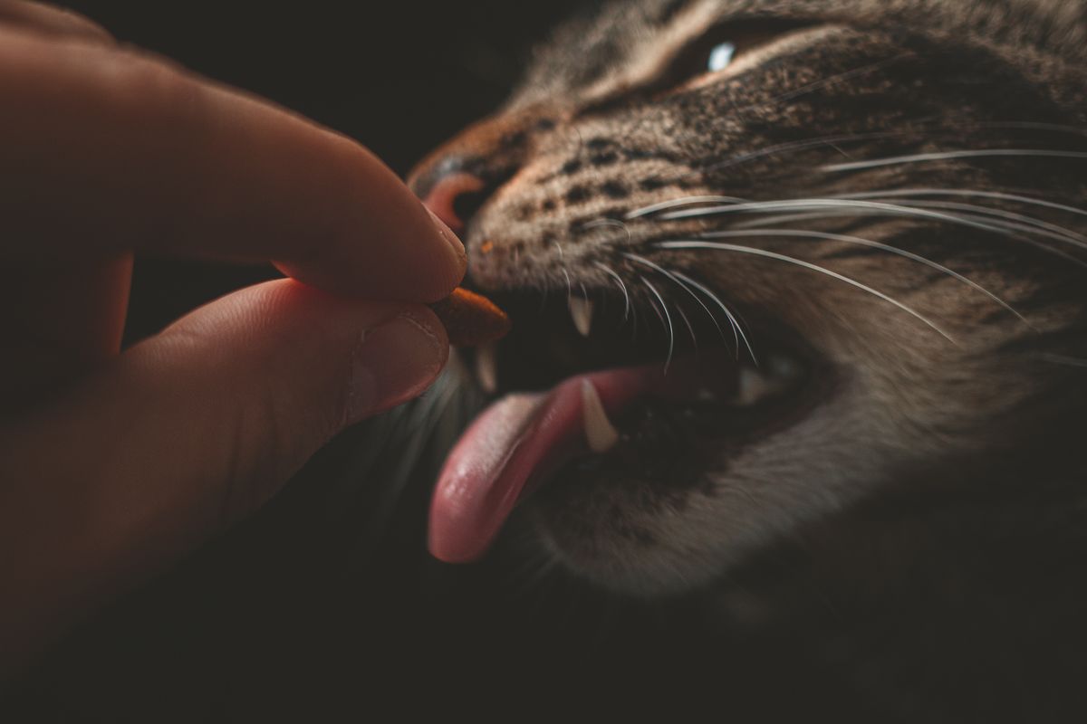 Ada beberapa jenis makanan manusia yang aman dikonsumsi oleh kucing. Misalnya, daging, telur dan juga sayuran. 