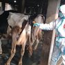 Cegah Penyebaran PMK, 71 Hewan Ternak di Tangsel Sudah Disuntik Vaksin