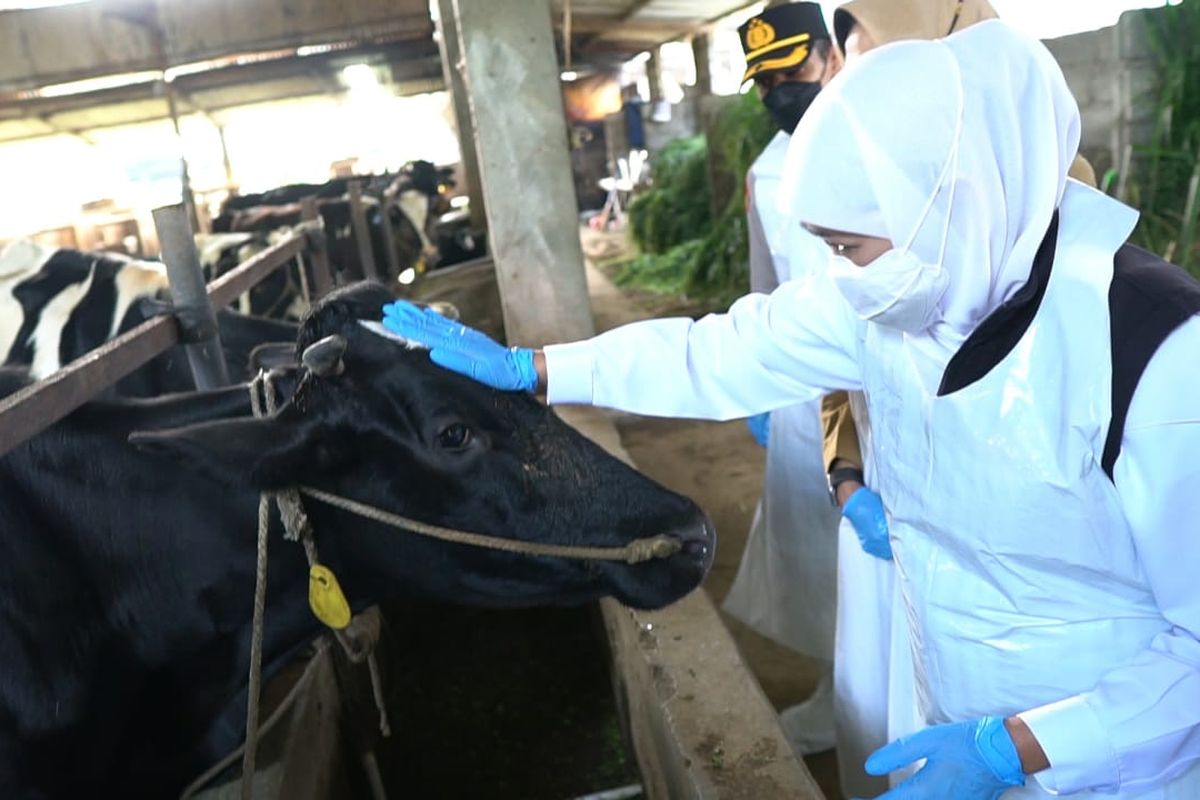 Gubernur Jawa Timur, Khofifah Indar Parawansa meninjau kandang komunal milik Kelompok Ternak Gunung Harta dan Kelompok Ternak Wonorejeki di Dusun Wonorejo, Desa Tulungrejo, Kecamatan Bumiaji di Kota Batu, Jawa Timur pada Senin (25/7/2022).