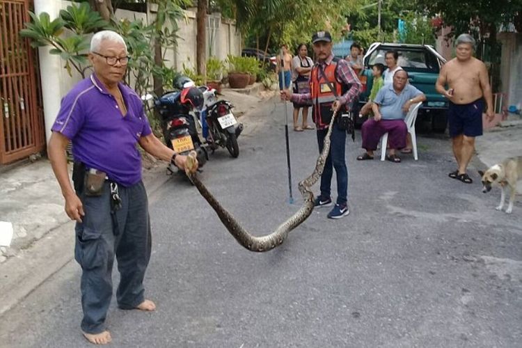 Bang Sem (kaus ungu) memegang ular piton sepanjang 4,5 meter yang diambilnya dari kediaman seorang warga di Bangkok, Thailand.