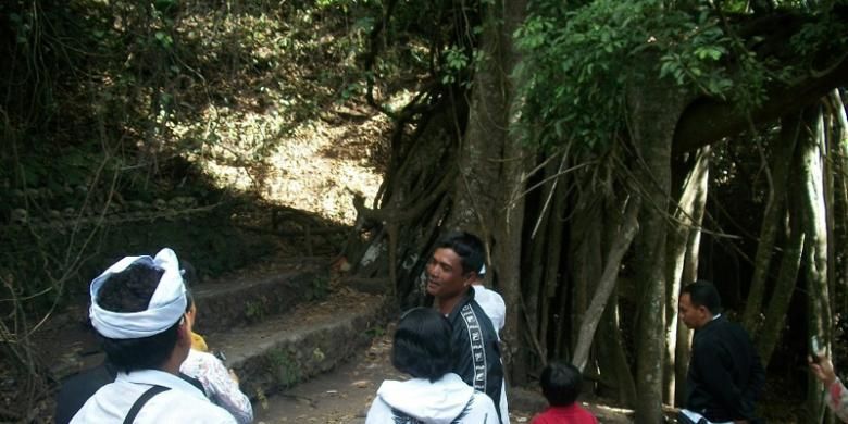 Pengunjung menyaksikan pohon trunyan yang berusia tua di Desa Trunyan, Kintamani, Bali.